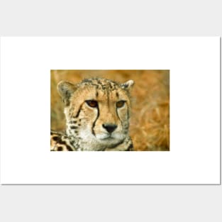 Cheetah portrait Posters and Art